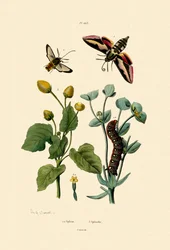 Privet Hawkmoth
